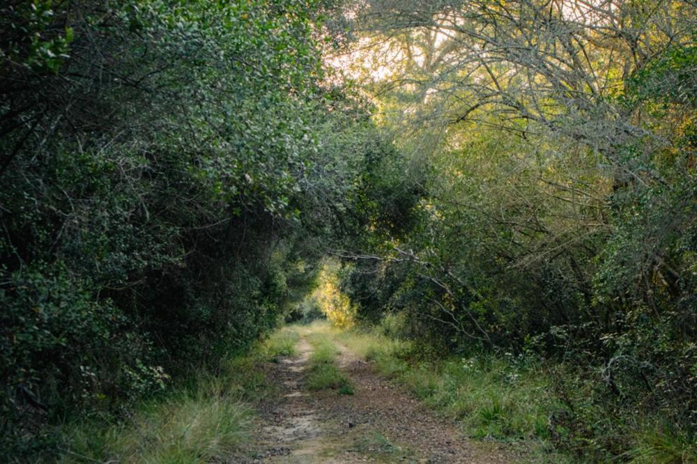 Forest Harmony Knysna Exteriör bild